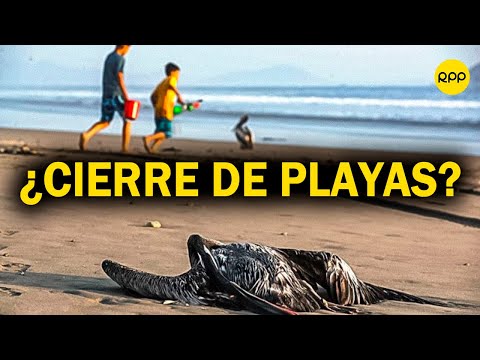 Influenza aviar (H5N1): ¿Deberían cerrar las playas en el Perú tras incremento de aves muertas?