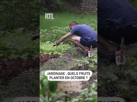 Jardinage : quels fruits planter en octobre ?