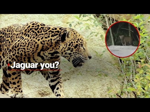 ¡Cuidado con sus mascotas! Jaguar merodea fraccionamiento de Cancún, reportan vecinos
