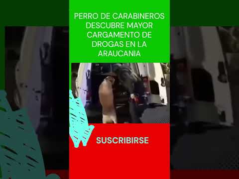 #PERRO DE #CARABINEROS DESCUBRE EL MAYOR #CARGAMENTO DE #$DROGAS EN LA #ARAUCANIA #shorts #short