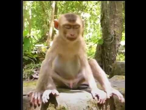 Drunk monkey #cambodia