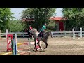 Show jumping horse World Pleasure