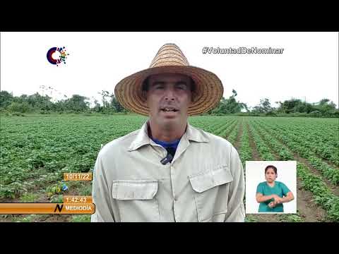 Cuba/Pinar del Río: Incrementan áreas de siembra para la producción de alimentos