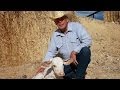Does Cliven Bundy Represent the Ugly American?
