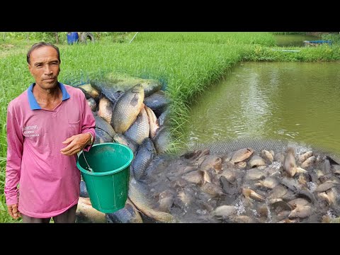 เลี้ยงปลาหมอในนาข้าว-🐟-เลี้ยงง เลี้ยงปลาหมอในนาข้าว-🐟-เลี้ยงง