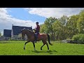 Dressage horse Talentvolle 5-jarige ruin (Scolari x Tuschinski)