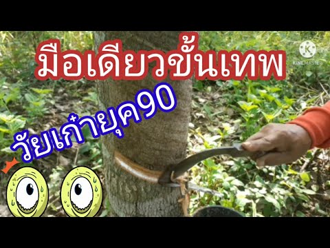 #การกรีดยางมือเดียว-วิธีกรีด-โ #การกรีดยางมือเดียว-วิธีกรีด-โ