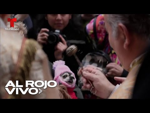 Sacerdotes bendijeron a un centenar de mascotas en la fiesta de San Antonio de Abad en Madrid