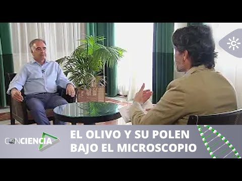 ConCiencia | Entrevista Juan de Dios Alché: El olivo y su polen bajo el microscopio