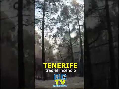 Tenerife tras el incendio #shorts