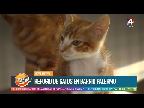 Buen día Uruguay - Refugio de gatos en barrio palermo