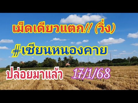 เม็ดเดียวแตก!!(วิ่ง)เซียนหนอ