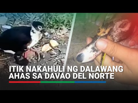 Itik nakahuli ng dalawang ahas sa Davao del Norte | ABS-CBN News