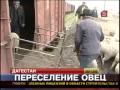 Овцеводство: В Дагестане началось великое переселение овец