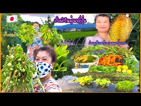 เก็บผักในทุ่งนาญี่ปุ่น-ผักแว่น เก็บผักในทุ่งนาญี่ปุ่น-ผักแว่น