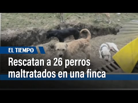 Rescatan a 26 perros que eran maltratados en una finca | El Tiempo