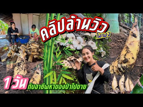 วิถีชีวิตคนดอยep.716คุ้มค่าก