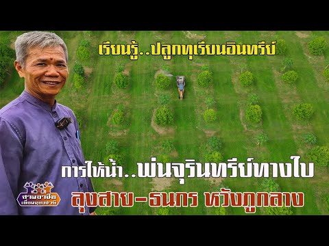 ปลูกทุเรียนอินทรีย์การให้น้ำ-