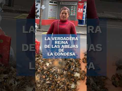 Conoce a la reina de las abejas de la Condesa #shorts