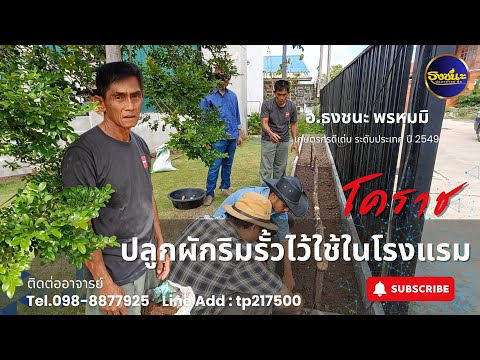 ปลูกผักริมรั้วในโรงแรม|โคราช