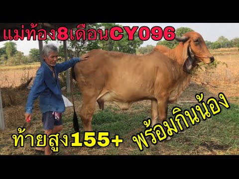 แม่ท้อง8เดือนCy096-ท้ายสูง155+ แม่ท้อง8เดือนCy096-ท้ายสูง155+