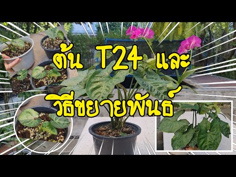 ต้นT24และวิธีขยายพันธ์🌿ไม้