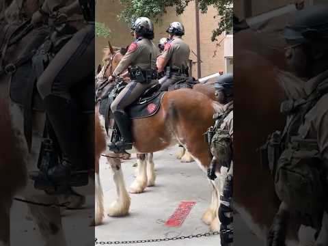 Police on Horseback Clear Pro-Palestinian Protesters at University of Texas