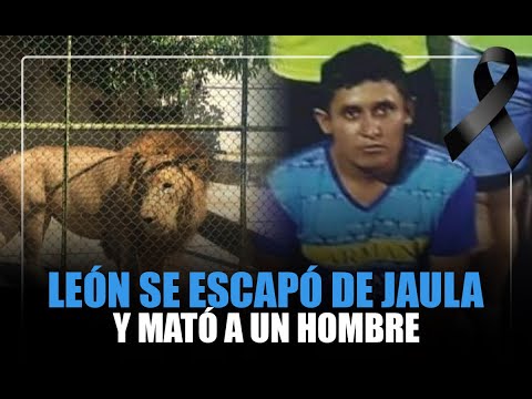 León se escapó de su jaula y mató a un guardián del turicentro Santa Isabel
