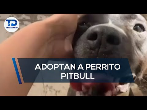 Adoptan a perrito que presuntamente mató a sus dueños