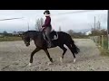 Dressage horse Dona