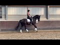 Dressage horse Buitenkans: onze zwarte Parel!!