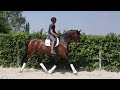 Dressage horse Prachtige KWPN merrie v.keur D-OC  2017