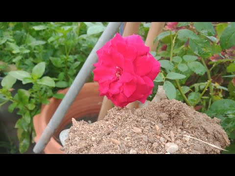 ช้อนเดียว-กุหลาบพวงออกดอกทั้งป ช้อนเดียว-กุหลาบพวงออกดอกทั้งป