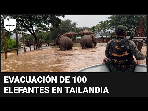 Luchan para evacuar a 100 elefantes por unas fuertes inundaciones