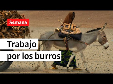 ¿Se están extinguiendo los burros en Colombia | Videos Semana