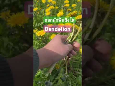 Dandelionดอกผักฟันสิงโต