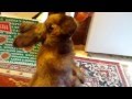 My bunny rabbit, Uffa Bahnny, nodding yes (compilation video)