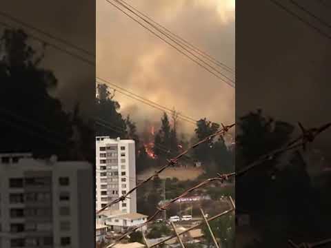 Incendio en el Jardín Botánico de Viña del Mar ha consumido cerca de 40 hectáreas #shorts