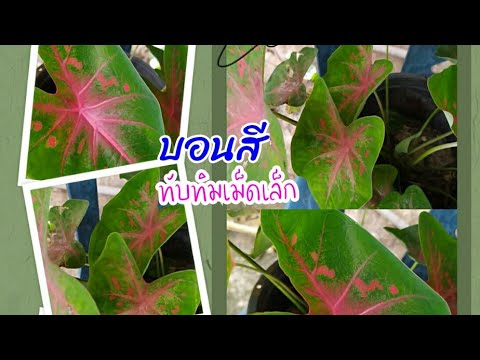 บอนสีทับทิมเม็ดเล็ก-เป็นบอนสีอ บอนสีทับทิมเม็ดเล็ก-เป็นบอนสีอ