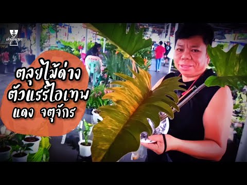 ตะลุยไม้ด่างตัวแรร์ไอเทพแดงจ