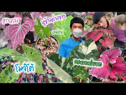 บอนสี-ราคาพุ่งแรง-สวนบอนสีแหล่ บอนสี-ราคาพุ่งแรง-สวนบอนสีแหล่
