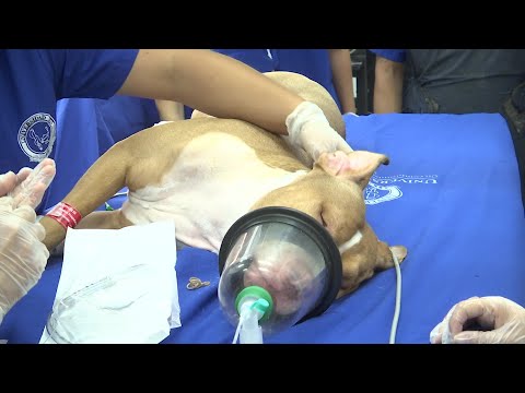 Cirugía cardiaca a una pitbull de 9 meses - Teleantioquia Noticias