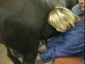 Скотоводство: Бои коров в Швейцарии