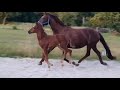 Dressage horse Knap hengstveulen van Merlot VDL uit volle zus Grandprix merrie
