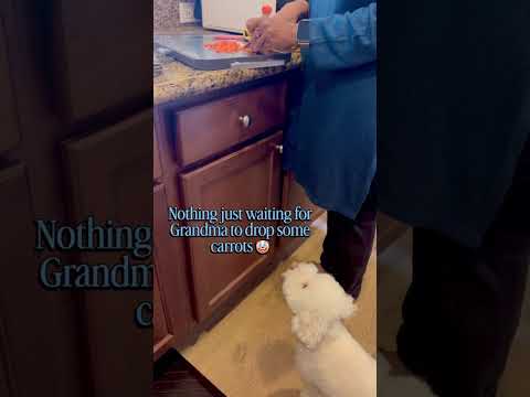 Nothing to see, just waiting for Grandma to drop a piece or the whole carrot #maltipooshorts