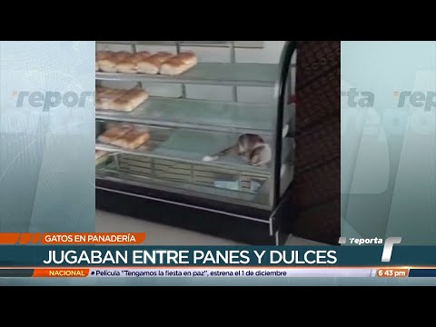 Multan a panadería en Pacora tras denuncia de gatos en vitrina