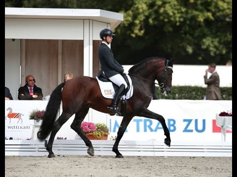 Fuego TG - Preliminar 6 años - Cpto. del Mundo de Caballos Jóvenes 2021 - Equipo PRE