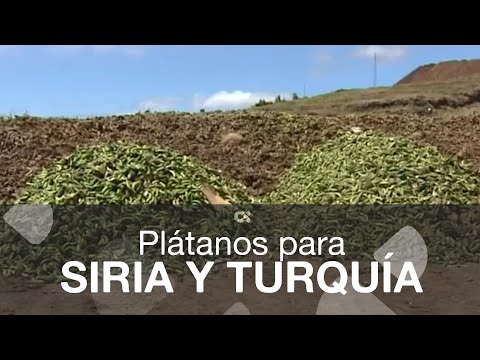 Plátanos desde La Palma para Siria y  Turquía