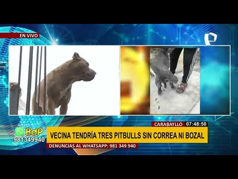 Perros Pitbull: Denuncian constantes ataques de canes en zona de Carabayllo
