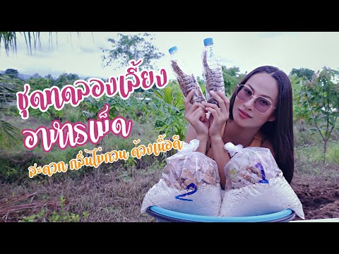 วิธีเลี้ยงด้วงสาคู-ด้วงมะพร้าว วิธีเลี้ยงด้วงสาคู-ด้วงมะพร้าว